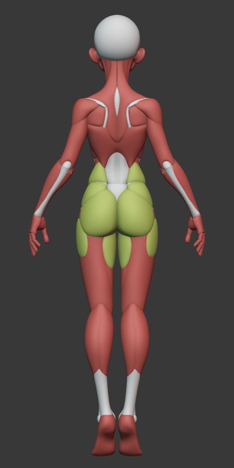 ArtStation - Stylized Female Anatomy , George Zaky Female Head Anatomy, Stylized Anatomy, Woman Anatomy, Model Anatomy, Zbrush Anatomy, Zbrush Tips, Celana Jogger Wanita, Human Anatomy Reference, Character Male