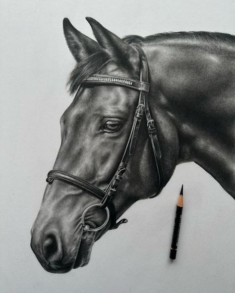 Realistic Horse Drawings, Horse Drawings Pencil, Equine Art Pencil Drawings, Horse Pencil Drawing, Jesus Art Drawing, Horse Art Drawing, Pencil Drawings Of Animals, Horse Sketch, Realistic Pencil Drawings