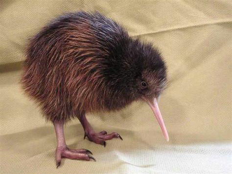 Kiwi: The kiwi bird is a flightless bird that is native to New Zealand. They are threatened by deforestation and there are 5 diffrent species of kiwi birds. A long time a go they were thougt to be protected by a god. Image Kiwi, Kiwi Birds, Bird Meme, Fat Bird, I'm Not Like Other Girls, Kiwi Bird, One Month Old, Flightless Bird, Workout Memes