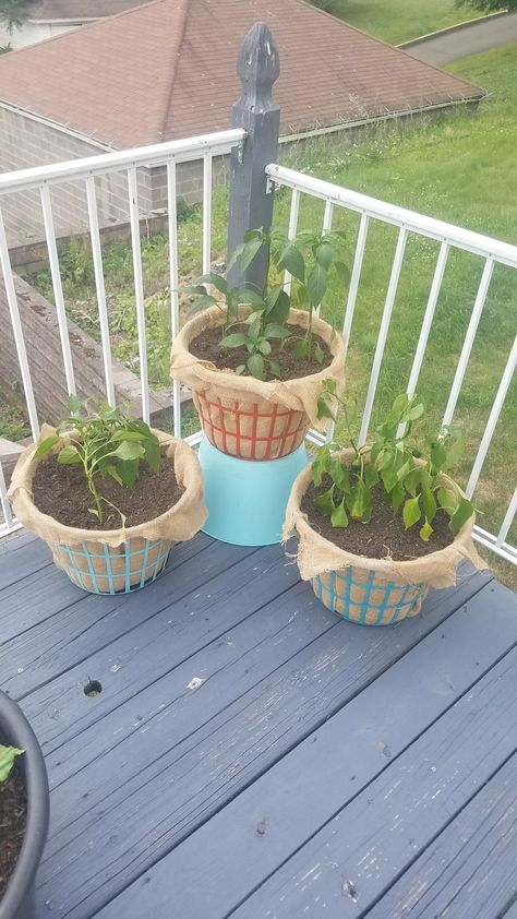 Laundry baskets planters! Laundry Basket Gardening, Laundry Basket Garden, Laundry Basket Planter, Planting Hacks, Raised Garden Beds Diy Vegetables, Yard Oasis, Diy Laundry Basket, Backyard Food, Plants Vegetables