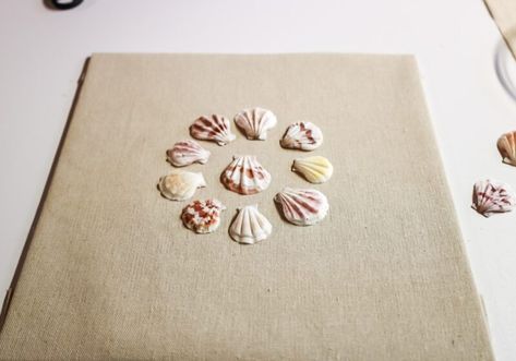 Shells In Shadow Box Frame, Seashells On Canvas Shell Art, How To Frame Seashells, How To Frame Shells, Shadow Box With Shells, Shadow Box Shell Art, Shadow Box Shell Display, Seashell Shadow Box Ideas Diy, Shells On Canvas Diy