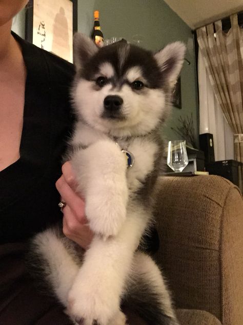 Cute Dogs Husky, Huskie Puppies, Huskies Puppies, Haski Dog, Anjing Pug, Puppies Husky, Husky Cute, Baby Huskies, Cute Husky Puppies