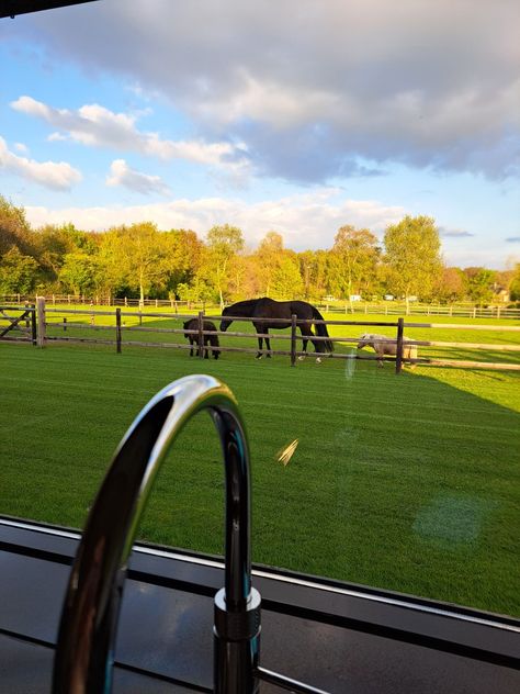 Horse Homestead, Suburban Farm, Horse Sanctuary, Rich Summer, Cottagecore Pink, Dog Shelter, Horse Shelter, Dream Live, Dream Barn