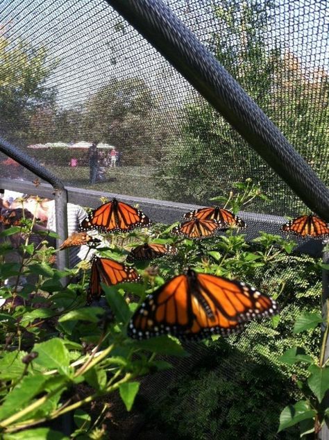 Sza Moodboard, Fall Gardening Ideas, Butterfly Cage, Raising Butterflies, Butterfly Farm, Butterfly Migration, Butterfly Pavilion, Nails Butterfly, Tattoos Butterfly