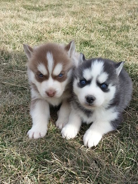 Small kennel dedicated to raising happy and healthy Siberian Husky puppies. Husky Aesthetic, Korean Keyboard, Red Husky, Baby Huskies, Cute Husky Puppies, Husky Puppies For Sale, Husky Breeds, Husky Puppies, Cute Husky