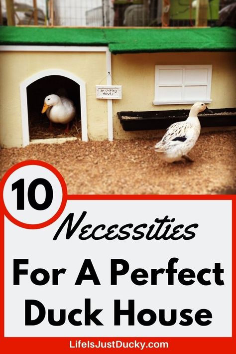 10 Necessities To A Perfect Duck House. - Life Is Just Ducky Backyard Ducks Habitat Diy, Duck Coop Flooring Ideas, Duck Coop And Run, Duck Waterer No Mess, Chicken And Duck Coop Combo, Duck Run Ideas, Diy Duck House, Duck Housing, Duck House Diy