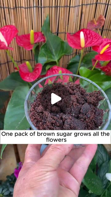 Garden Home Ideas on Instagram: "brown sugar and plant care #gardening #garden #gardeningtips #gardenlife #gardeninspiration #gardenideas #gardenlove #gardendesign #gardenersofinstagram #gardenersworld #garden_styles #gardenphotography #gardenlovers #gardenerslife #gardenart #gardenbeauty #gardensofinstagram #gardenplants #gardenviews #gardenersparadise #gardenista #gardeningcommunity #gardenloversclub #gardenaddict #gardeners #gardenerslife" Garden Home Ideas, Plant Fertilizer, Grafting Plants, Small Garden Landscape, Indoor Water Garden, Outside Plants, Garden Remedies, Planting Pot, Plant Care Houseplant