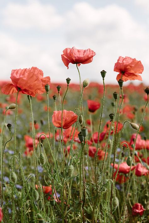 "red field poppies" stock photo | helen rushbrook for stocksy Poppy Flower Aesthetic, Poppies Aesthetic, Backpack Flowers, Poppy Flower Garden, Poppies Field, Remembrance Day Art, Poppy Images, Poppy Photo, Poppy Fields