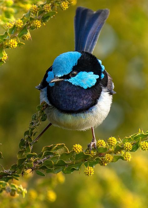 Fairy Wren, Nature Environment, Blue Fairy, Our Earth, Australian Birds, Sustainable Future, Nightingale, Bird Photo, South Australia