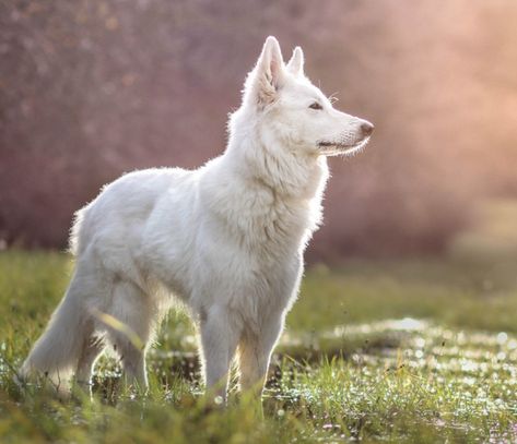 White Swiss Shepherd Dog, White Gsd, Swiss Shepherd, White Swiss Shepherd, Penelope Garcia, White Shepherd, White German Shepherd, Pretty Animals, Alaskan Malamute