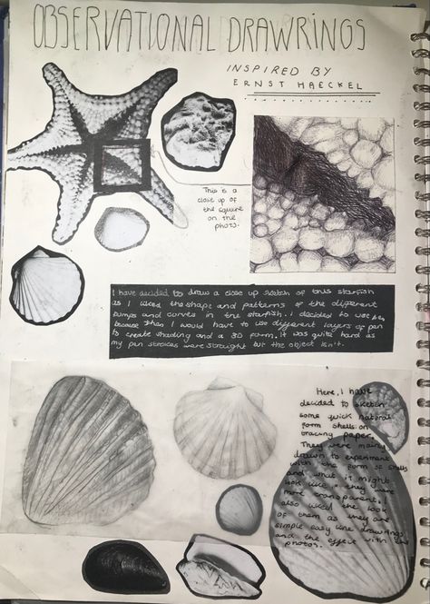 Continuous Line Drawing Gcse Art Sketchbook, Gcse Art Sketchbook Shells, Observational Drawing Gcse, Gcse Natural Forms, Natural Forms Gcse Title Page, Observational Studies, A Level Art Themes, Natural Forms Gcse, Mind Map Art