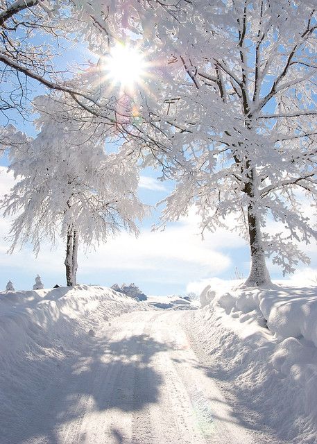 Snowy sunburst vertical | Tina Bonner | Flickr Bay Breeze, Winter Szenen, Snow Covered Trees, Tree Photography, Winter Wallpaper, Winter Scenery, Winter Beauty, Winter Pictures, Snow Scenes