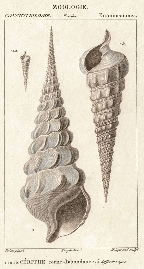 Sea Shell Illustration Vintage, Shell Botanical Illustration, Shell Scientific Illustration, Sea Life Art Drawing, Sea Shells Aesthetic, Shells Aesthetics, Vintage Shell Illustration, Sea Shell Drawing, Sea Shell Illustration