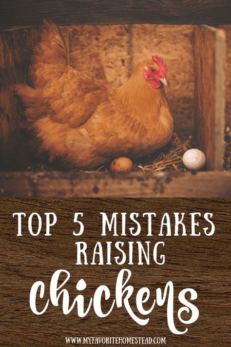 Raising Chickens For Beginners, Chickens For Beginners, Homestead Tips, Homestead Lifestyle, Chicken Raising, Chicken Flock, Easy Chicken Coop, Urban Homestead, Raising Chicks