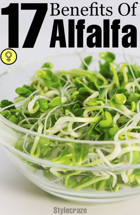 17 Amazing Benefits Of Alfalfa For Skin, Hair And Health! This Your Superfood Mix contains Alfalfa: http://www.yoursuperfoods.eu/products/green-protein-mix Benefits Of Alfalfa, Tomato Nutrition, Calendula Benefits, Alfalfa Sprouts, Lemon Benefits, Coconut Health Benefits, Benefits Of Coconut Oil, Nutrition Facts, Guacamole