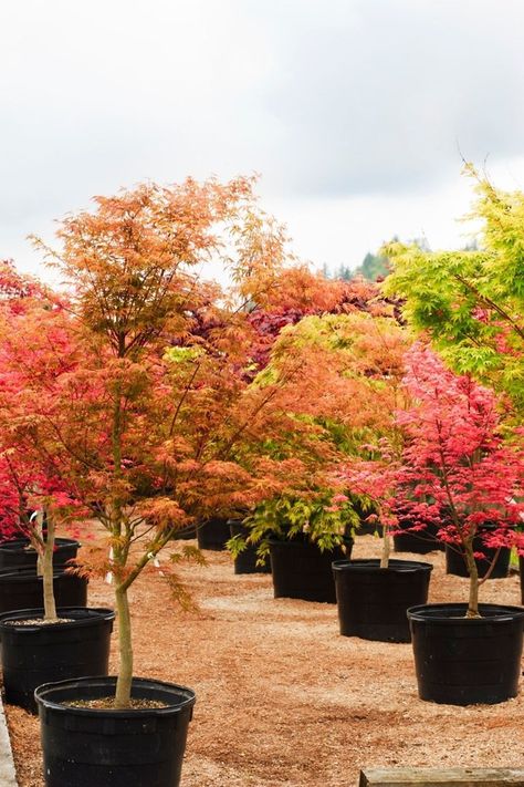 Modern Yard Ideas, Outdoor Courtyard Ideas, Potted Trees Patio, Japanese Maple Tree Landscape, Maple Tree Landscape, Japanese Plants, Plantas Interior, Tattoo Plant, South Facing Garden