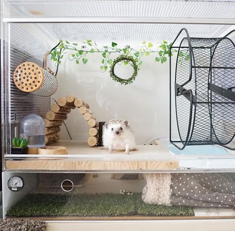 Diffrent wheel and if it was bigger Hedgehog Pet Cage, Kandang Hamster, Hamster Diy Cage, Hedgehog Care, Hedgehog Cage, Landak Mini, Cage Hamster, Hamster Diy, Pygmy Hedgehog