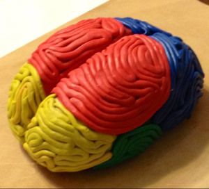 brain project3 Brain Model Project Diy, Brain Model Project, Model Of The Brain, Brain Project, Middle School Health, Human Body Projects, Brain Parts, Brain Models, Homework Ideas