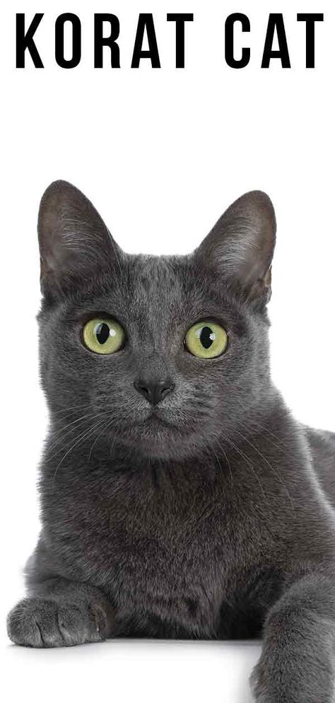 Cats Training, Hellcat Car, Grey Cat Breeds, Cats Ragdoll, Cats Grooming, Korat Cat, Cat Behaviour, Gray Cats, Cats Christmas