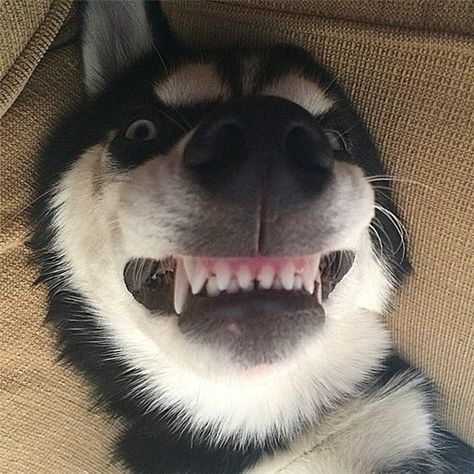 Julian Core, Cursed Dog, Snow Meme, Siberian Husky Funny, Miniature Husky, Husky Faces, Sausage Dog Puppy, Husky Owner, Sunset Girl