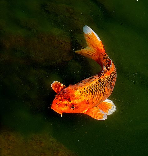 Koi | Flickr - Photo Sharing! Karp Koi, Koi Painting, Ikan Koi, Koi Art, Carpe Koi, Koi Fish Tattoo, Koi Fish Pond, Mermaid Painting, Japanese Koi