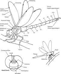 anatomy of a dragonfly - Google Search Drawing Dragonflies, Insect Drawing Simple, Dragonfly Anatomy, Dragonfly Artwork, Dragonfly Images, Dragonfly Drawing, Dragonfly Photos, Dragon Flys, Dragonfly Painting