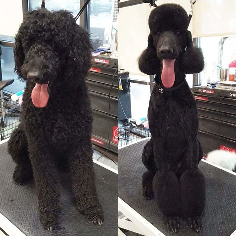 28 Poodle Haircuts That Will Make Your Pet Even Sweeter Standard Poodle Teddy Bear, Poodle Teddy Bear Cut, Standard Poodle Cuts, Poodle Puppy Cut, Standard Poodle Haircuts, Poodle Haircuts, Poodle Haircut Styles, Black Standard Poodle, Poodle Hair