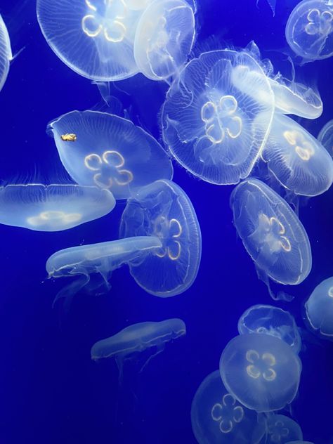 Marine Biology Widget, Marine Biology Aesthetic Pictures, Marine Biology Pictures, Marin Biology Aesthetic, Marine Biology Aesthetic Lab, Marine Animals Aesthetic, Aesthetic Sea Animals, Oceanography Aesthetic, Ocean Animals Aesthetic