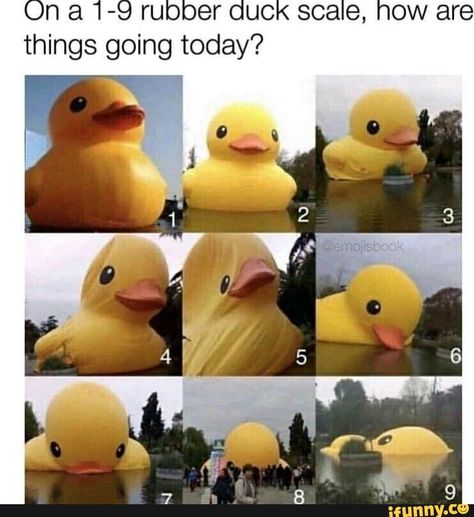 On a 1-9 rubber duck scale, how are things going today? '1 – popular memes on the site iFunny.co Today Meme, Duck Memes, Funny Duck, Funny Pictures With Captions, Komik Internet Fenomenleri, What’s Going On, Rubber Duck, Super Funny, Images Gif