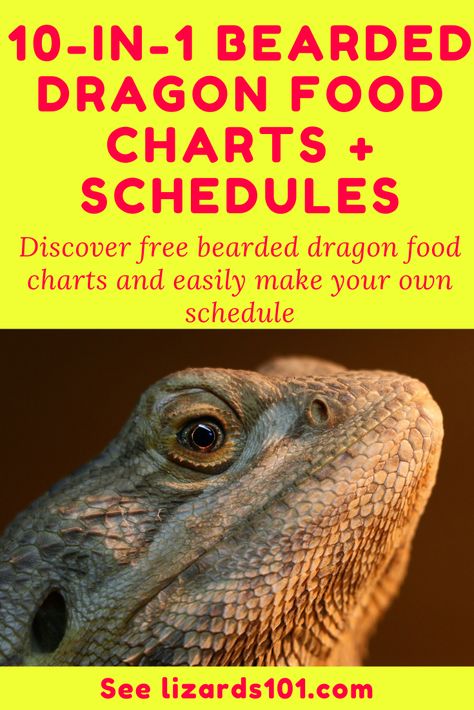 Discover free bearded dragon food charts to learn which foods are best for bearded dragons and to make your own lists of bearded dragon foods and feeding schedules! #beardeddragonfeedingschedules #beardeddragonfoodlist #babybeardeddragonfoodlist #juvenilebeardeddragonfoodlist #beardeddragonfoods #listofbeardeddragonfood #beardeddragonvegetables #beardeddragondietfood #whatcanifeedmybeardeddragon #whatcanabeardeddragoneat #whatdoesabeardeddragoneat #beardeddragonstaplefoods Bearded Dragon Food Schedule, Safe Foods For Bearded Dragons, Bearded Dragon Meal Plan, Bearded Dragon Schedule, Bearded Dragon Meal Prep, Bearded Dragon Feeding Chart, Bearded Dragon Food Chart, Bearded Dragon Diet Chart, Bearded Dragon Behavior