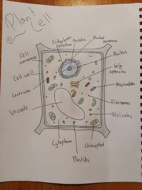 Plant Cell Aesthetic, Plant Cell Drawing With Label, Plant Cell Diagram Drawing, Plant Cell Drawing Biology, Plant Cell Picture, Plant Cell Drawing, Biology Girl, Animal Cell Drawing, 3d Plant Cell