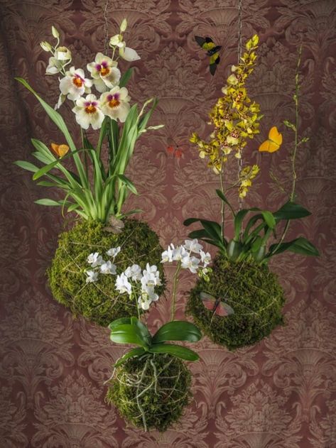 Orchid Terrarium, Hanging Orchid, Sacred Garden, Orchid Planters, Orchid Centerpieces, Vanda Orchids, Types Of Orchids, Orchid Show, Rare Orchids