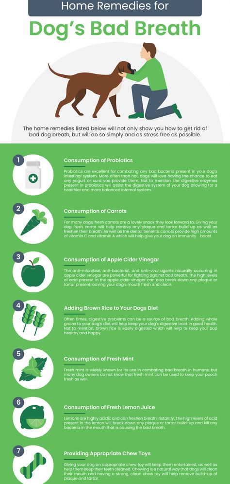 Dog Bad Breath Remedy, Dog Breath Remedy, Bad Dog Breath, Bad Breath Remedy, Dog Remedies, Dog Breath, Dog Health Tips, Dog Facts, Dog Care Tips