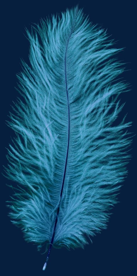 Nightclub Decoration, Feather Pictures, Feather Clipart, Feather Photo, Blue Clipart, Feather Background, Andy Warhol Pop Art, Feather Photography, Pictures Blue