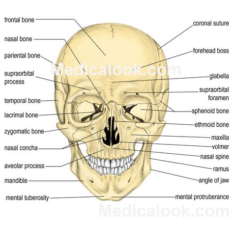 Facial bones Face Diagram, Bones Diagram, Bones Human, Sphenoid Bone, Human Body Projects, Anatomy Organs, Facial Bones, Skull Anatomy, Anatomy Bones