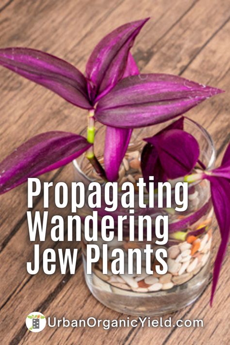 Purple Jew Plant, Inch Plant Propagation, Jew Plant Purple, Wondering Jew Plant Propagate, Wandering Dude Plant, Purple Wandering Jew Plant, Wandering Jew Plant Outdoors, Wandering Jew Planter Ideas, Wandering Jew Plant Care Indoors