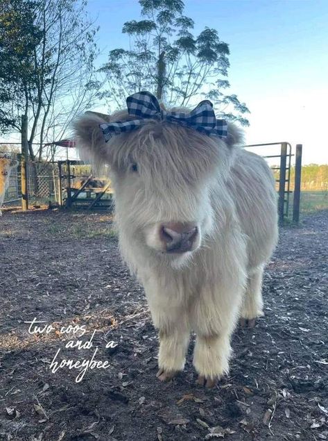 Mini Hyland Cow, Half Cow Half Human, Hilander Cows, Mini Highland Cow, Abandoned Farmhouse, Cow Cute, Pet Cows, Highland Calf, Cute Highland Cow