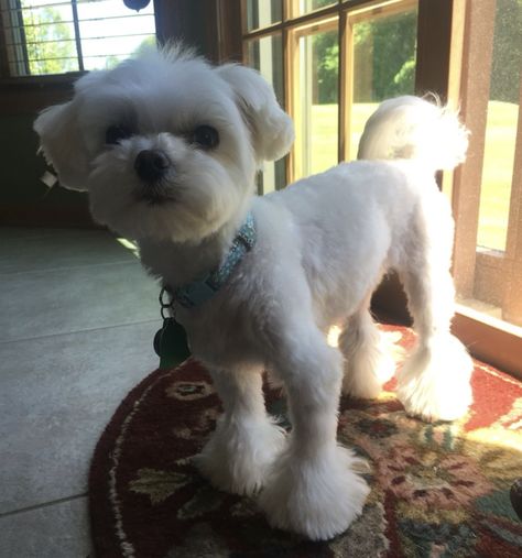 Maltipoo Haircuts, Maltese Haircut, Lamb Cuts, Puppy Cut, Maltipoo Puppy, Dog Cuts, Popular Haircuts, Head Hair, Poodle Mix