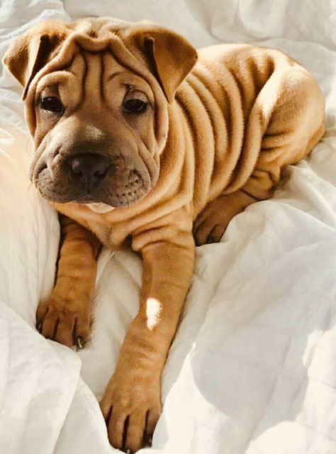 Shar Pei Wrinkly Puppies, Rolly Polly, Wrinkly Dog, Shar Pei Puppies, Pedigree Dog, Shar Pei Dog, Pretty Dogs, Shar Pei, Puppies Funny