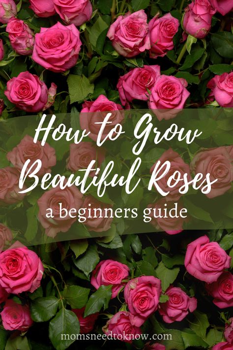 Types Of Rose Bushes, Kinds Of Roses, English Tea Roses, Rose Bush Care, How To Grow Roses, Container Roses, Rose Plant Care, Floribunda Roses, Rose Garden Design