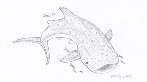 Whale Shark – Largest Fish in the Sea | Art By Breah Whale Shark Drawing Reference, Whale Sharks Drawing, Whale Shark Drawing Cute, Whale Shark Drawing Easy, Shark Whale Drawing, Whale Shark Drawing Sketches, Whale Shark Doodle, Whale Shark Sketch, Ocean Sketches