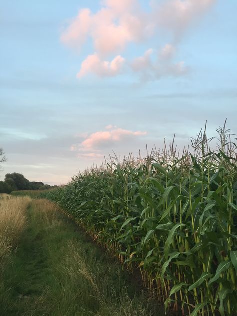 Corn Farm Aesthetic, Iowa Corn Fields, Farm Field Aesthetic, Corn Fields Aesthetic, Corn Field Photography, Corn Fields Photography, Farm Fields Landscapes, Rural America Aesthetic, Corn Field Aesthetic