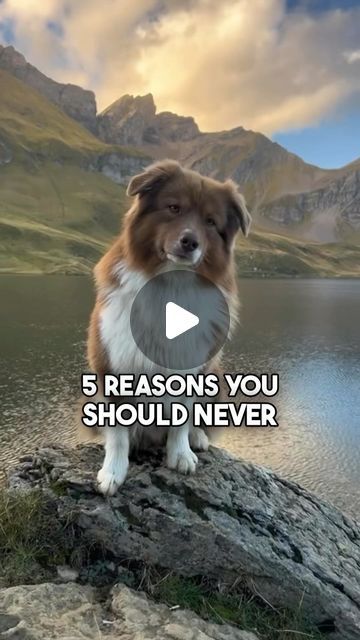 Australian Shepherd on Instagram: "You should NEVER adopt an Aussie Shepherd for these reasons… 😡😱

Do you agree on all 5 of these?

.
.
.
#australianshepherd #aussiedog #australianshepherd_corner #aussieshepherd #herdingdog #aussielovers #australianshepherd_feature" Australian Shepherd Aesthetic, Red Tri Australian Shepherd, Aussie Dog, Aussie Shepherd, Australian Shepherd Puppy, Aussie Dogs, Australian Shepherd Dogs, Herding Dogs, August 8