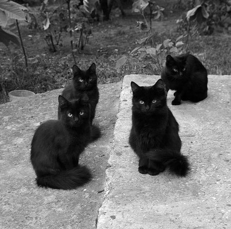 Looks exactly like my 4 black cats <3 :) All About Cats, Black Cats, Crazy Cat Lady, Beautiful Cats, 귀여운 동물, Crazy Cats, Cat Lady, Cat Pics, Cat Love