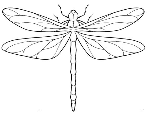 Dragonfly Anatomy Illustration, Dragon Flies Drawings, Whimsical Dragonfly Tattoo, Dragonfly Coloring Pages Free Printable, Dragonfly Line Drawing, Damselfly Illustration, Bug Outlines, Dragon Fly Stencil, Dragonfly Tattoo Drawing