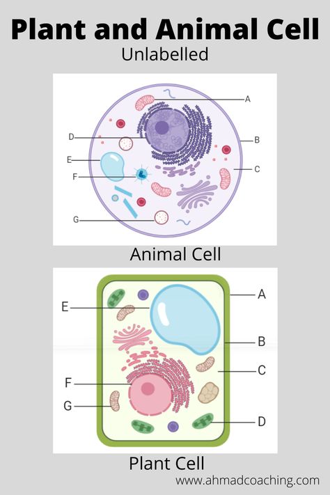 Plant and animal cell diagram-unlabellled. #worksheet #diagram #plantandanimalcell #animalcell #plantcell Plant Cell Vs Animal Cell, Human Diagram, Animal Cell Diagram, Animal Cell Drawing, Cell Poster, Executive Functioning Activities, Plant Cell Diagram, Biology Games, Cell Diagram