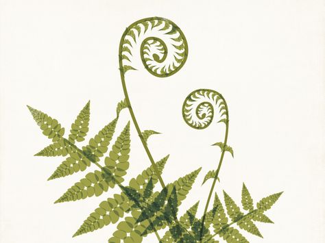 Fiddlehead Fern Illustration by Amy Sullivan - Dribbble Hanya Tattoo, Fiddlehead Ferns, Botanisk Illustration, Fern Tattoo, Botanical Tattoo, Head Tattoos, Botanical Drawings, Art And Illustration, Botanical Illustration