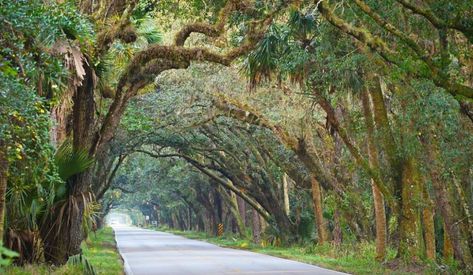 Okeechobee Florida, Florida Trees, Sunset Over Lake, Watch The Sunrise, Tree Tunnel, Escape The Ordinary, The Martin, Visit Florida, Drive Through