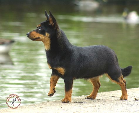 Lancashire Heeler Dog Breed Quiz, Lancashire Heeler, Rare Dogs, Black Russian Terrier, Every Dog Breed, Unique Dog Breeds, Rare Dog Breeds, All Breeds Of Dogs, Rare Cats