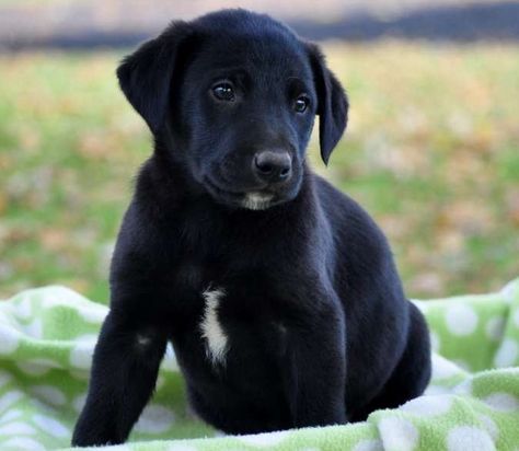 Borador Puppy Images Borador Dogs, Borador Puppy, 10 Amazing Facts, Dog Corner, Puppy Images, Dog Training Classes, Homeless Dogs, Black Lab Puppies, Labrador Retrievers